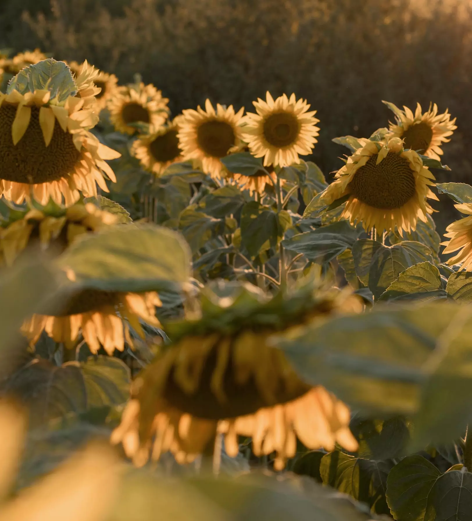 SunFlower Background